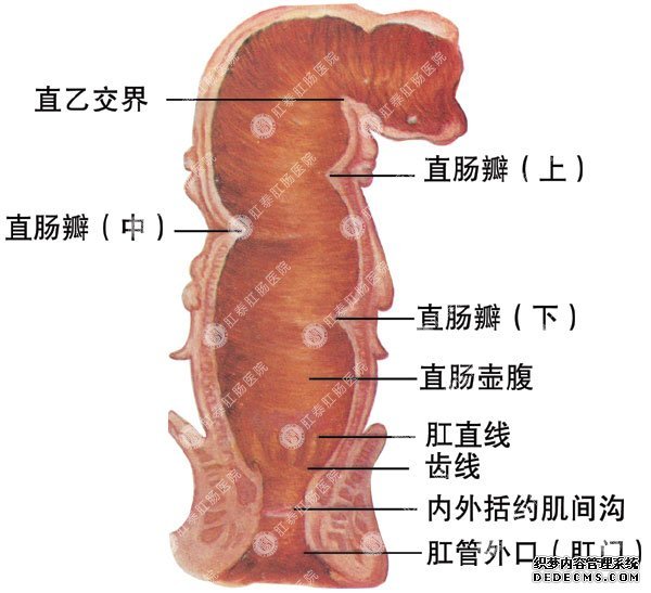 肛门检查视频